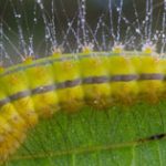 Are Caterpillars Poisonous to Dogs
