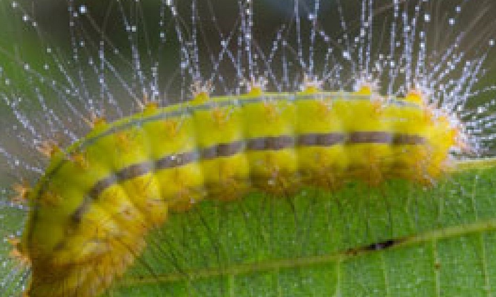 Are Caterpillars Poisonous to Dogs