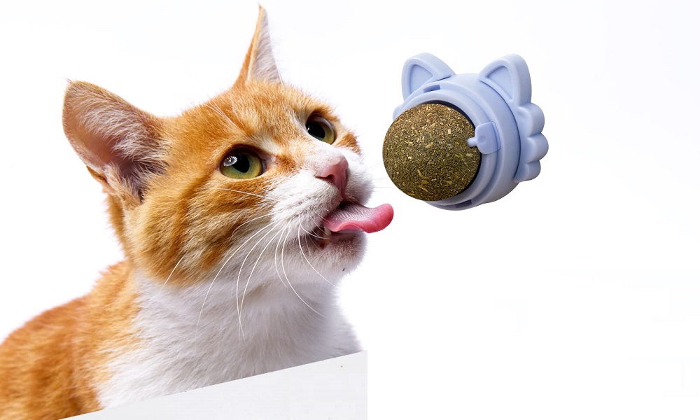 Are Catnip Toys Safe for Dogs