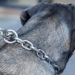 Are Chain Collars Bad for Dogs
