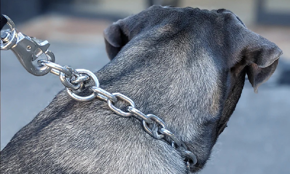 Are Chain Collars Bad for Dogs