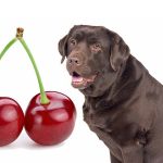 Are Cherries Bad for Dogs