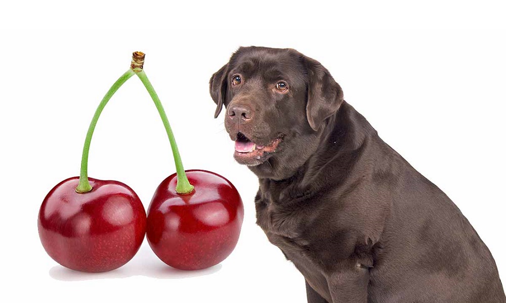 Are Cherries Bad for Dogs