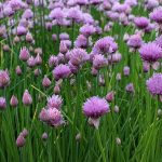 Are Chives Poisonous to Dogs