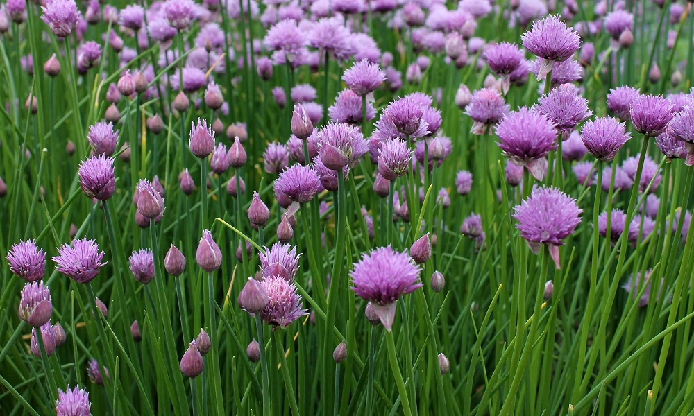 Are Chives Poisonous to Dogs