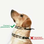 Are Choke Collars Bad for Dogs