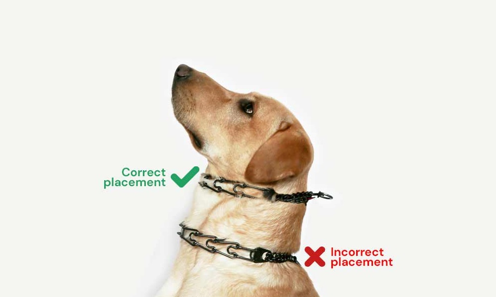 Are Choke Collars Bad for Dogs