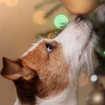 Are Christmas Tree Needles Poisonous to Dogs