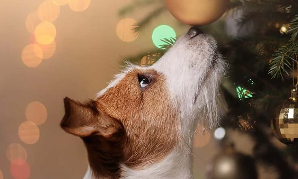 Are Christmas Tree Needles Poisonous to Dogs