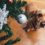 Are Christmas Trees Poisonous to Dogs