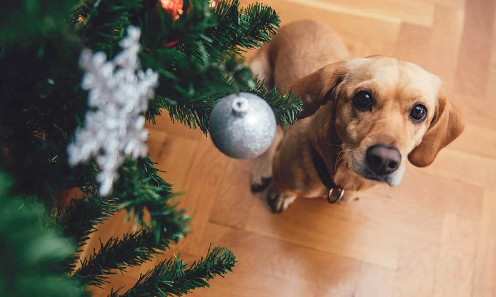 Are Christmas Trees Poisonous to Dogs