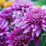 Are Chrysanthemums Poisonous to Dogs