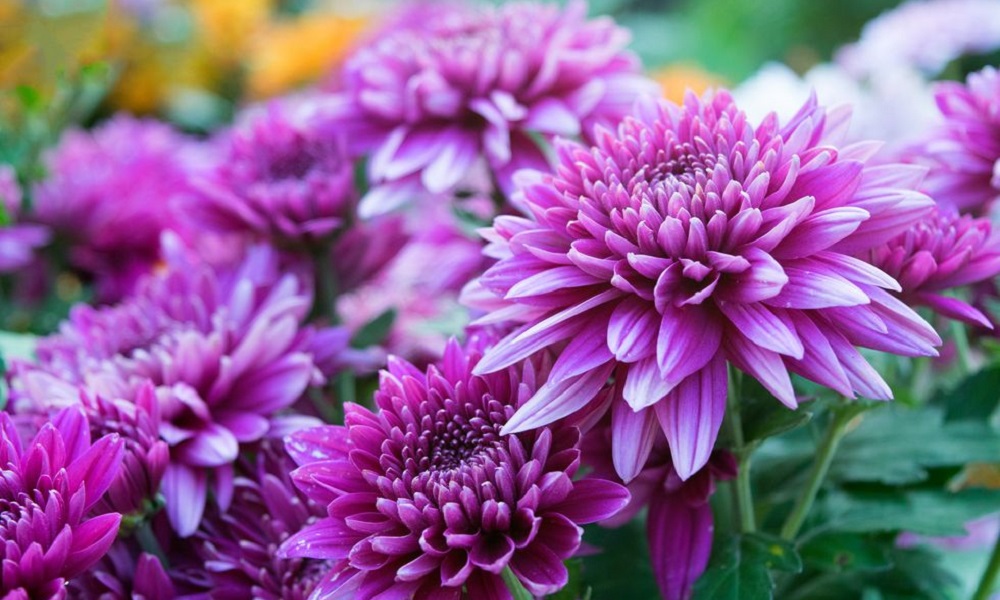 Are Chrysanthemums Poisonous to Dogs