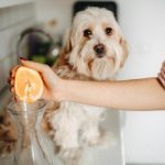 Are Citrus Fruits Bad for Dogs