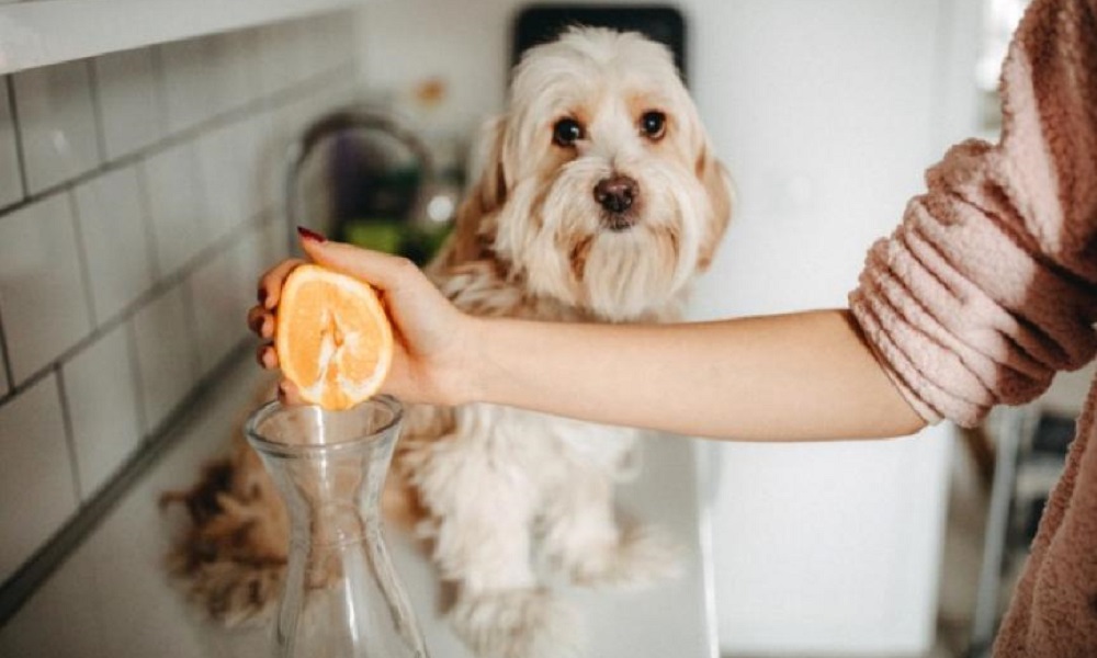 Are Citrus Fruits Bad for Dogs