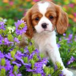 Are Clematis Poisonous to Dogs