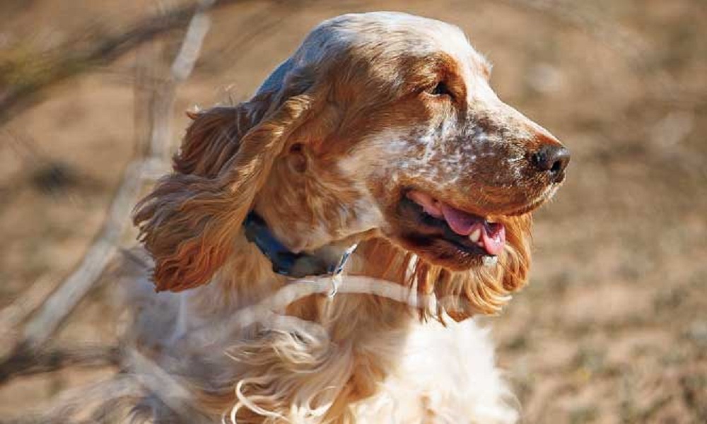 Are Cocker Spaniels Good Hunting Dogs