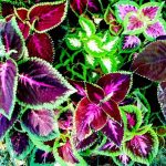 Are Coleus Plants Toxic to Dogs