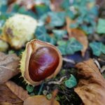 Are Conker Shells Poisonous to Dogs