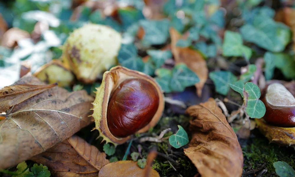 Are Conker Shells Poisonous to Dogs