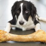 Are Cooked Bones Bad for Dogs