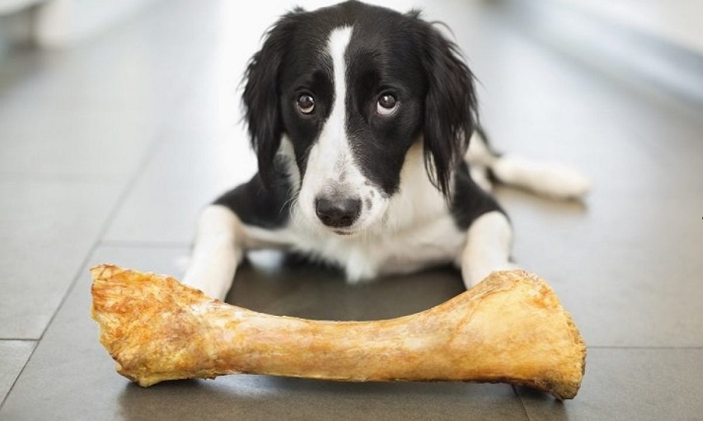 Are Cooked Bones Bad for Dogs