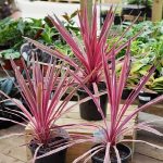 Are Cordyline Poisonous to Dogs