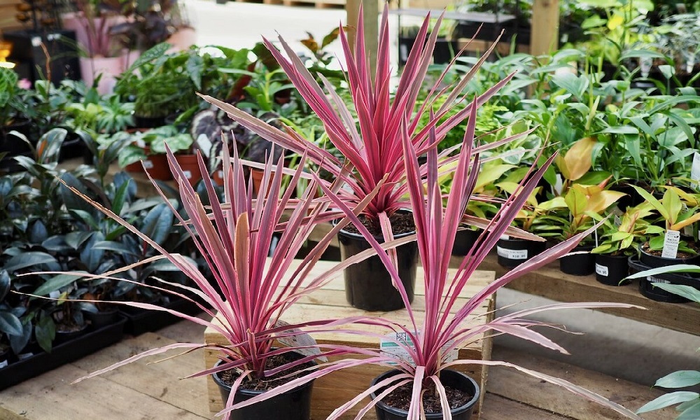 Are Cordyline Poisonous to Dogs