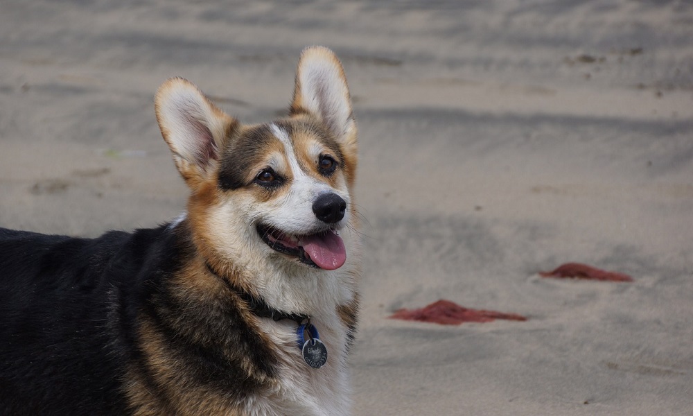 Are Corgis Cattle Dogs