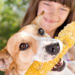 Are Corn Husks Bad for Dogs