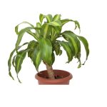 Are Corn Plants Toxic to Dogs