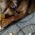 Are Cow Ears Good for Dogs