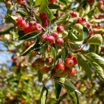 Are Crab Apples Poisonous for Dogs