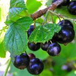 Are Currants Bad for Dogs