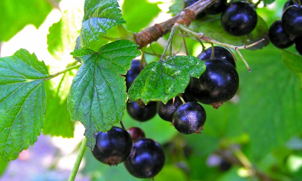 Are Currants Bad for Dogs