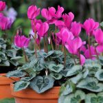 Are Cyclamen Poisonous to Dogs