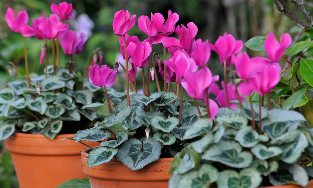 Are Cyclamen Poisonous to Dogs