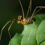 Are Daddy Long Legs Poisonous to Dogs