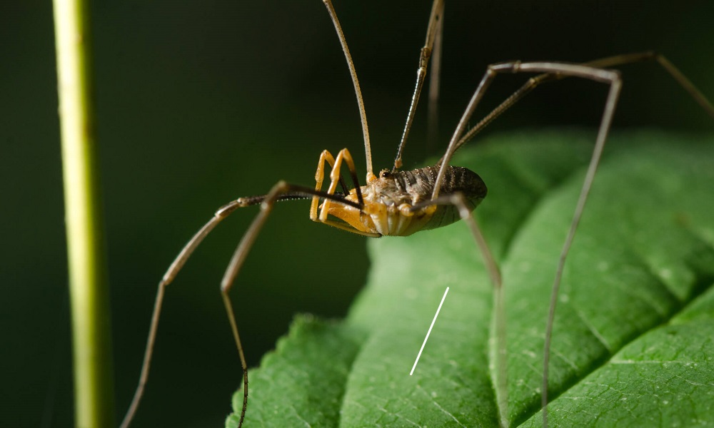 Are Daddy Long Legs Poisonous to Dogs