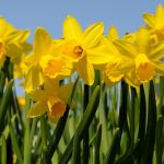 Are Daffodils Poisonous to Dogs