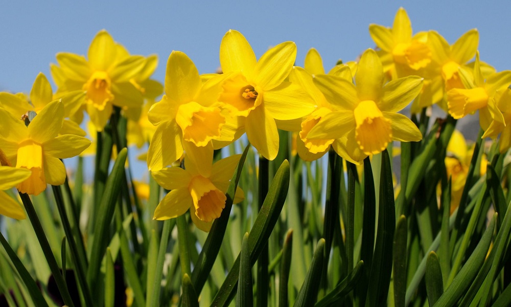 Are Daffodils Poisonous to Dogs