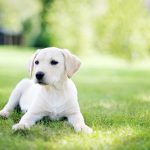 Are Dahlias Poisonous to Dogs UK