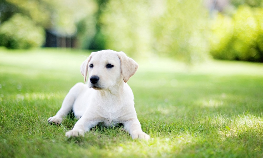 Are Dahlias Poisonous to Dogs UK