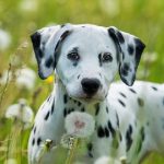 Are Dandelions Bad for Dogs