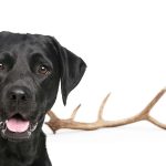 Are Deer Antlers Good for Dogs