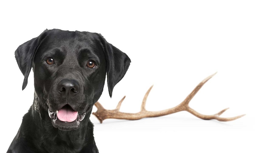 Are Deer Antlers Good for Dogs