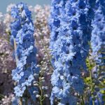 Are Delphiniums Poisonous to Dogs