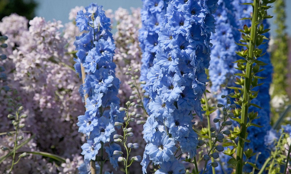 Are Delphiniums Poisonous to Dogs