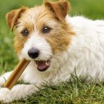 Are Dental Sticks Bad for Dogs