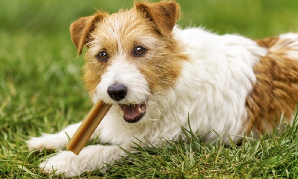 Are Dental Sticks Bad for Dogs